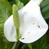 Asian Skunk Cabbage